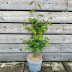 Muchovník kanadský (Amelanchier canadensis) ´LAMARCKII´ – výška 40-60 cm, kont. C5L